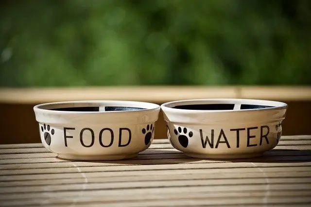 dog food and water bowls