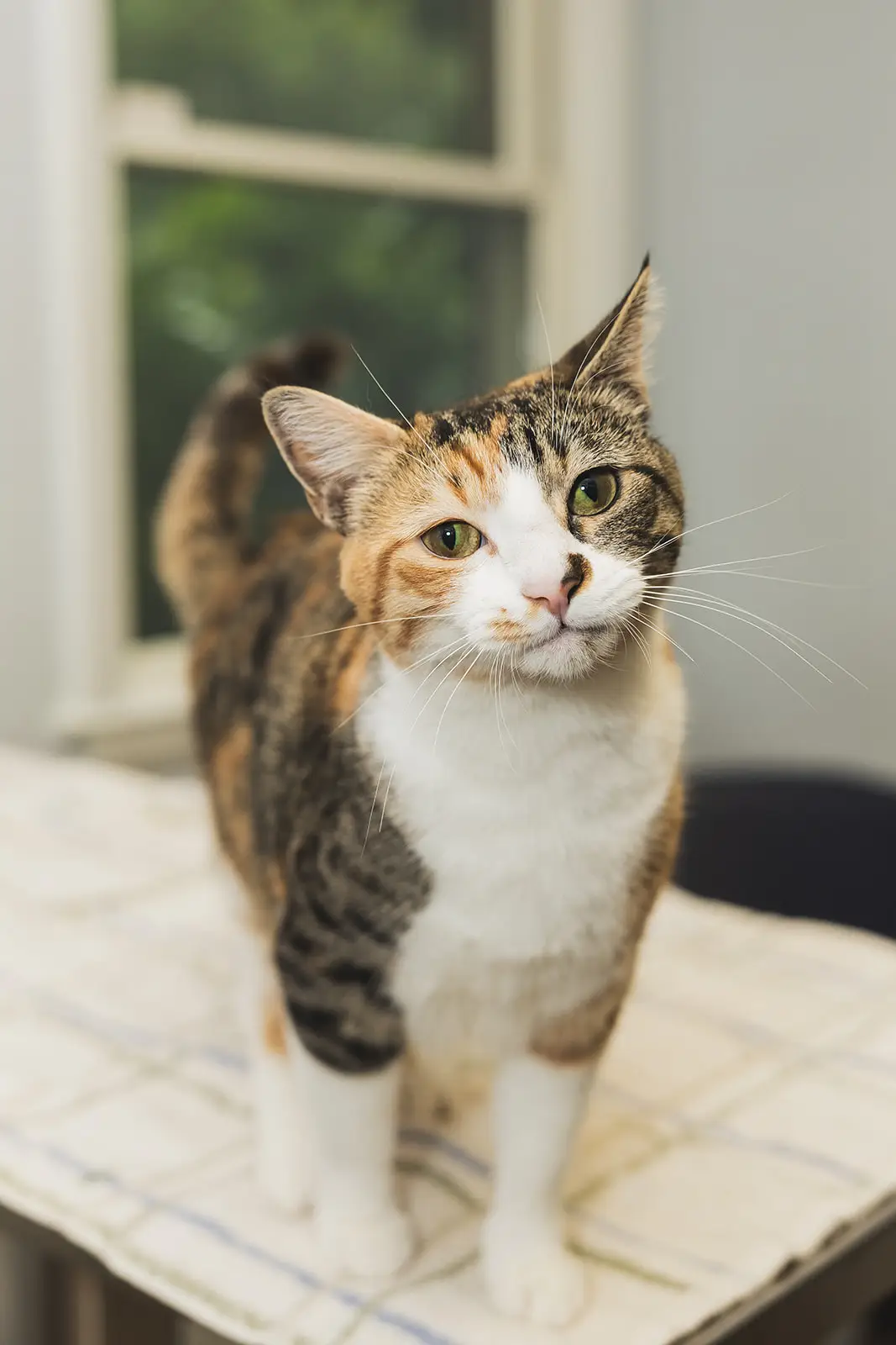 Betty Anne, Office Cat of Arnold Pet Station in Arnold, MD.