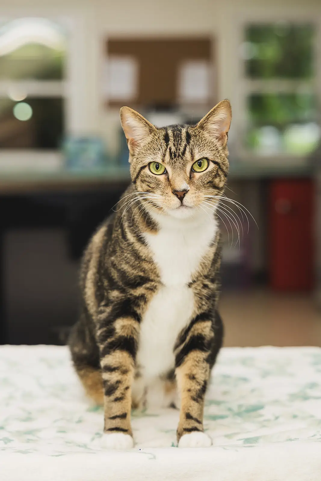 Gator Bites, Hallway Patrol Cat of Arnold Pet Station in Arnold, MD.