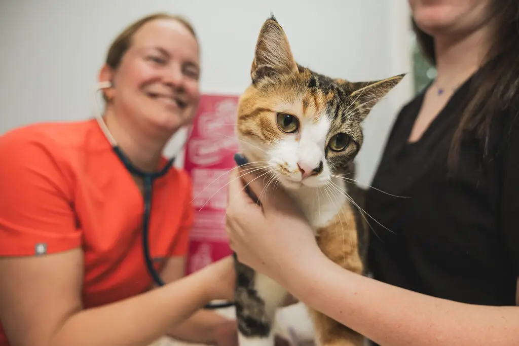 A tabby cat is examined by veterinary staff at Arnold Pet Station.