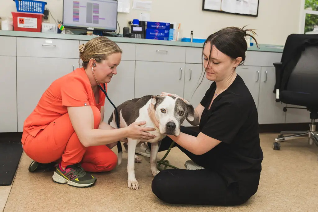 A pittie is examined by veterinarian at Arnold Pet Station.