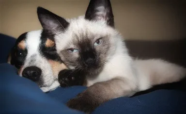 Arnold Pet Station diabetes dog and cat together