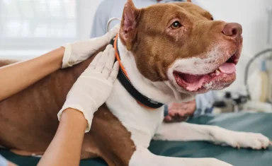 Dog Health Screening