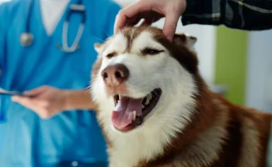 Pet Dental Health