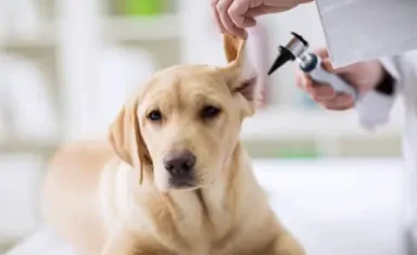 The Importance of Wellness Visits and What to Expect During Your Pet’s Exam