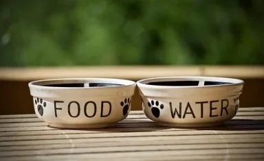 dog food and water bowls